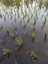 Rice seeds in village rice fields