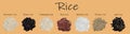 Rice set black, red, basmati, brown, wild, parboiled, arborio. 3D vector illustration, rice close up.