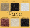 Rice set, black, red, parboiled, arborio, brown, wild. 3d Vector illustration. Realistic rice close up.