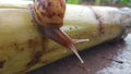 Rice slugs, animals without vertebrae