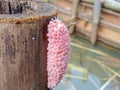 Rice snail eggs resemble grapes