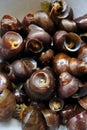 Rice snails (Pila ampullacea)