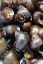 Rice snails (Pila ampullacea)