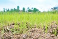 Rice and soil cultivation. Royalty Free Stock Photo