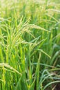 Rice spike in rice field.