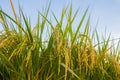Rice spike in rice field Royalty Free Stock Photo