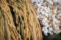 Rice spikes with popped rice Royalty Free Stock Photo