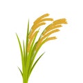 Rice spikes, stem with leaves, vector illustration Royalty Free Stock Photo