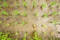 Rice sprouts plant growth in rice field top view angle