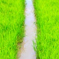 Rice sprouts plant