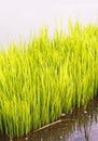 Rice sprouts Royalty Free Stock Photo