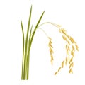 Rice sprouts vector stock illustration. A cereal plant with grains on the stem grown in the field.