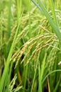 Rice Stalks Royalty Free Stock Photo