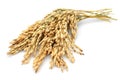 Rice stalks Royalty Free Stock Photo