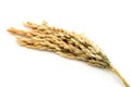 Rice stalks Royalty Free Stock Photo