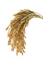 Rice stalks Royalty Free Stock Photo