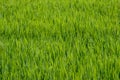 Rice stalks and spikes are photographed in detail.