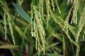 Rice stalks and spikes are photographed in detail