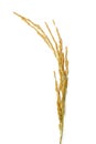 Rice stalks