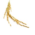 Rice stalks Royalty Free Stock Photo