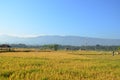 Farmers busy harvesting paddy at Ubud, Indonesia during hot afternoon day.