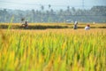 Farmers busy harvesting paddy at Ubud, Indonesia during hot afternoon day.