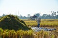 Farmers busy harvesting paddy at Ubud, Indonesia during hot afternoon day.