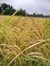 Beautiful Ripe Rice (paddy) in the field