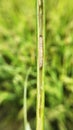 rice stem borer larvae attack inside of rice stem .