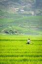 Rice step terrace in Vietnam