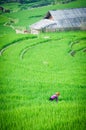 Rice step terrace in Vietnam