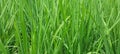 Rice that is still green in the fields. green rice in the middle of the paddy fields. Royalty Free Stock Photo