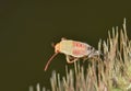 Rice Stink Bug nymph (Oebalus pugnax) shedding its skin on a plant seed head in Houston, TX. Royalty Free Stock Photo