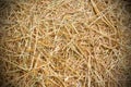 Rice straw background Royalty Free Stock Photo