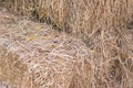 Rice straw background. straw, dry straw texture background, vintage style for design. Pattern of rice straw in the farm Royalty Free Stock Photo