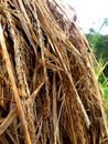 Rice straw close-up in the field