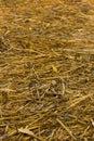 Rice straw after completion Royalty Free Stock Photo