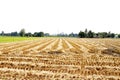 Rice straw Royalty Free Stock Photo