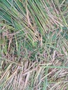 Rice straw leftover from threshing of grain that has been harvested