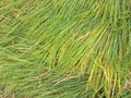 Rice straw leftover from threshing of grain that has been harvested