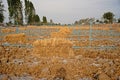 Rice straw;material for soil mulching in agriculture Royalty Free Stock Photo