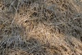 Rice straw, paddy storage grass background Royalty Free Stock Photo