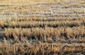 Rice stubble in rice field after harves Royalty Free Stock Photo