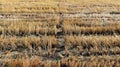 Rice stubble in rice field after harves