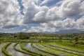 Rice tarrace in mountains. Bali. Indonesia Royalty Free Stock Photo