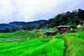 Rice Tarraces at Mae Klang Luang Village , Chiangmai Thailand Royalty Free Stock Photo