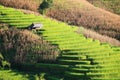 Rice terrace