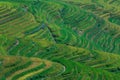 Rice terrace