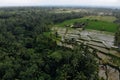 Rice Terrace Aerial Shot from drone. Image of beautiful terrace rice field with water and palm trees in Ubud, Bali Royalty Free Stock Photo