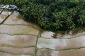 Rice Terrace Aerial Shot from drone. Image of beautiful terrace rice field with water and palm trees in Ubud, Bali, Indonesia Royalty Free Stock Photo